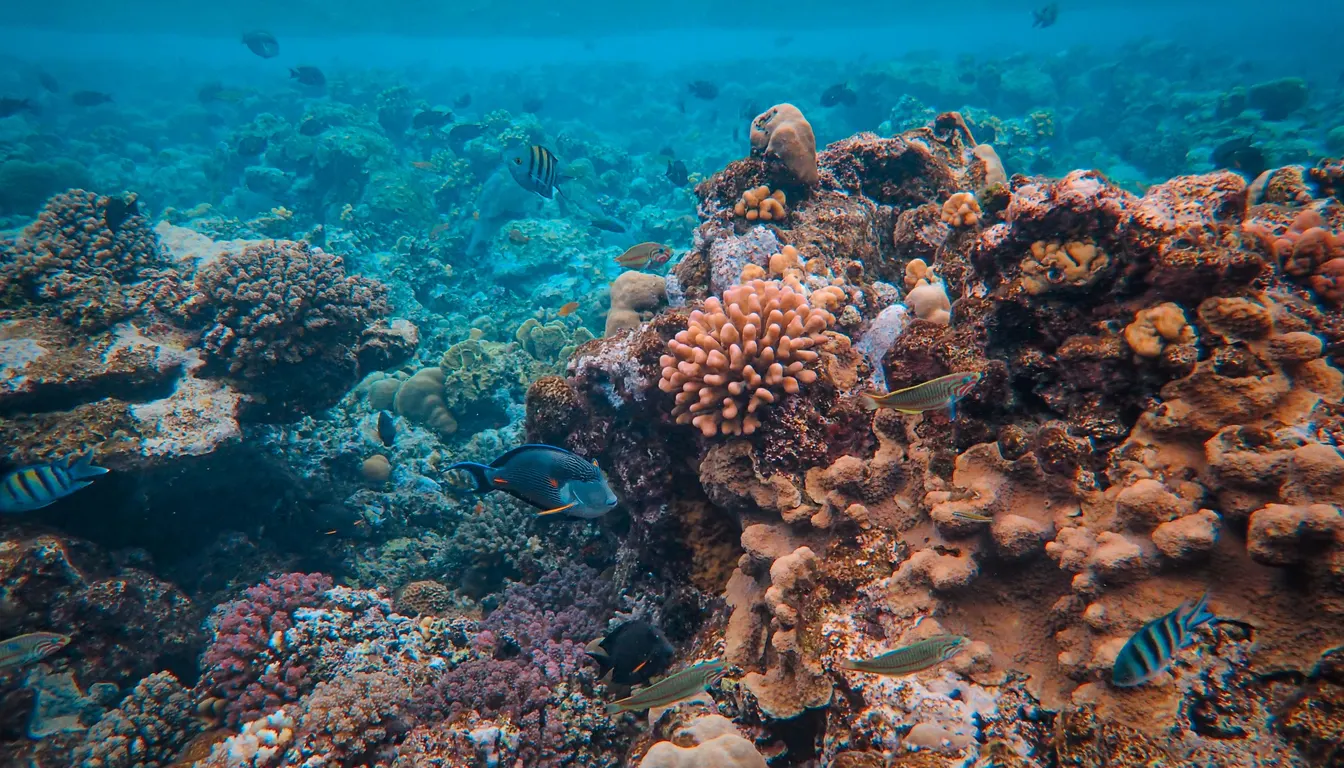 A tropical Great Barrier Reef island surrounded by clear blue water